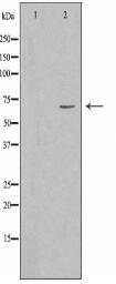 SLU7 Antibody