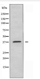 OR10H2 Antibody