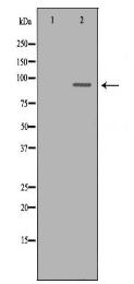 OCA2 Antibody