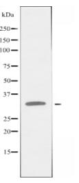 NDRG4 Antibody
