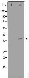 WNT7A Antibody