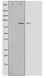 ZNF148 Antibody