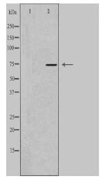 NSF Antibody