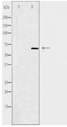 YAP Antibody