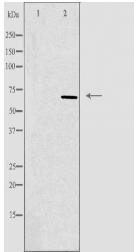 TCF3 Antibody