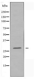 SIX6 Antibody