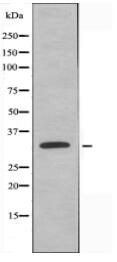 MEOX2 Antibody