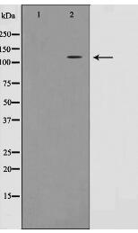MLK4 Antibody