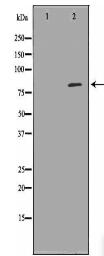 VCAM1 Antibody