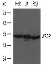 WASP Antibody