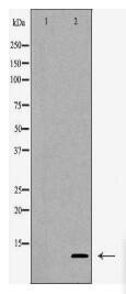 SNX1 Antibody