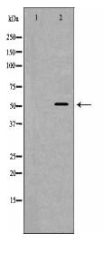 WAS Antibody