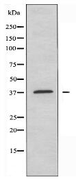 YBOX2 Antibody