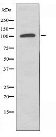 SLC24A1 Antibody