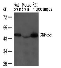 CNPase Antibody