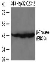 b-Enolase(ENO-3) Antibody