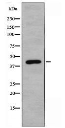 SERPINB4 Antibody