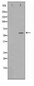 MINPP1 Antibody