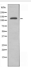 MEKKK 4 Antibody