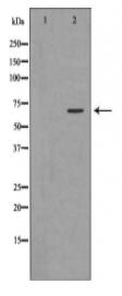 NET1 Antibody