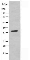PRPF38A Antibody