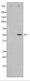 PDCD4 Antibody