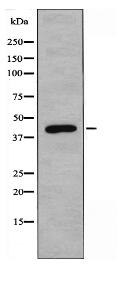 RRAGC Antibody