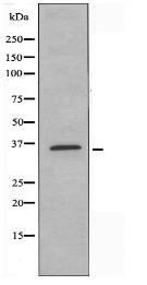 OR10A7 Antibody