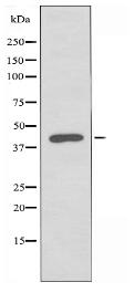 Serpin A5 Antibody