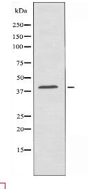 OR10V1 Antibody