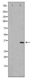 MLST8 Antibody