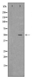 SGCE Antibody