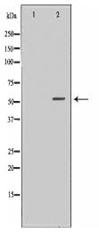 SHMT2 Antibody