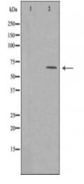 MEGF9 Antibody