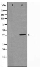 IkappaB-alpha Antibody