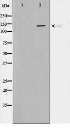 SHIP1 Antibody