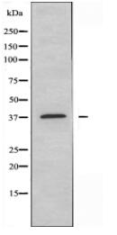 MFNG Antibody