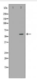 NCF2 Antibody