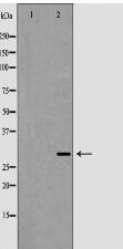 XBP1 Antibody