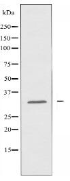 NXPH3 Antibody