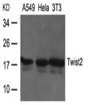 Twist2 Antibody