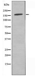 MAGI2 Antibody