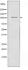 SNIP Antibody