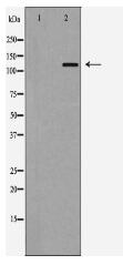 Integrin αE Antibody