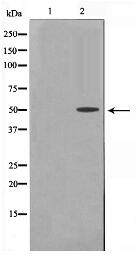 Cyclin A1 Antibody