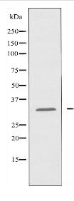 SFRP2 Antibody