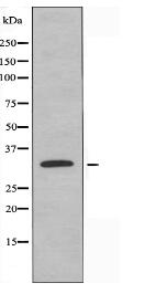 SMUG1 Antibody