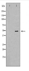 SMARCE1 Antibody