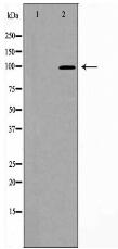 PSD95 Antibody