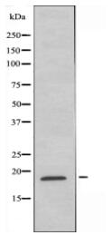 MYL7 Antibody